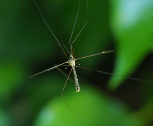 Tipula sp.